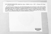 Cryptococcus vini image